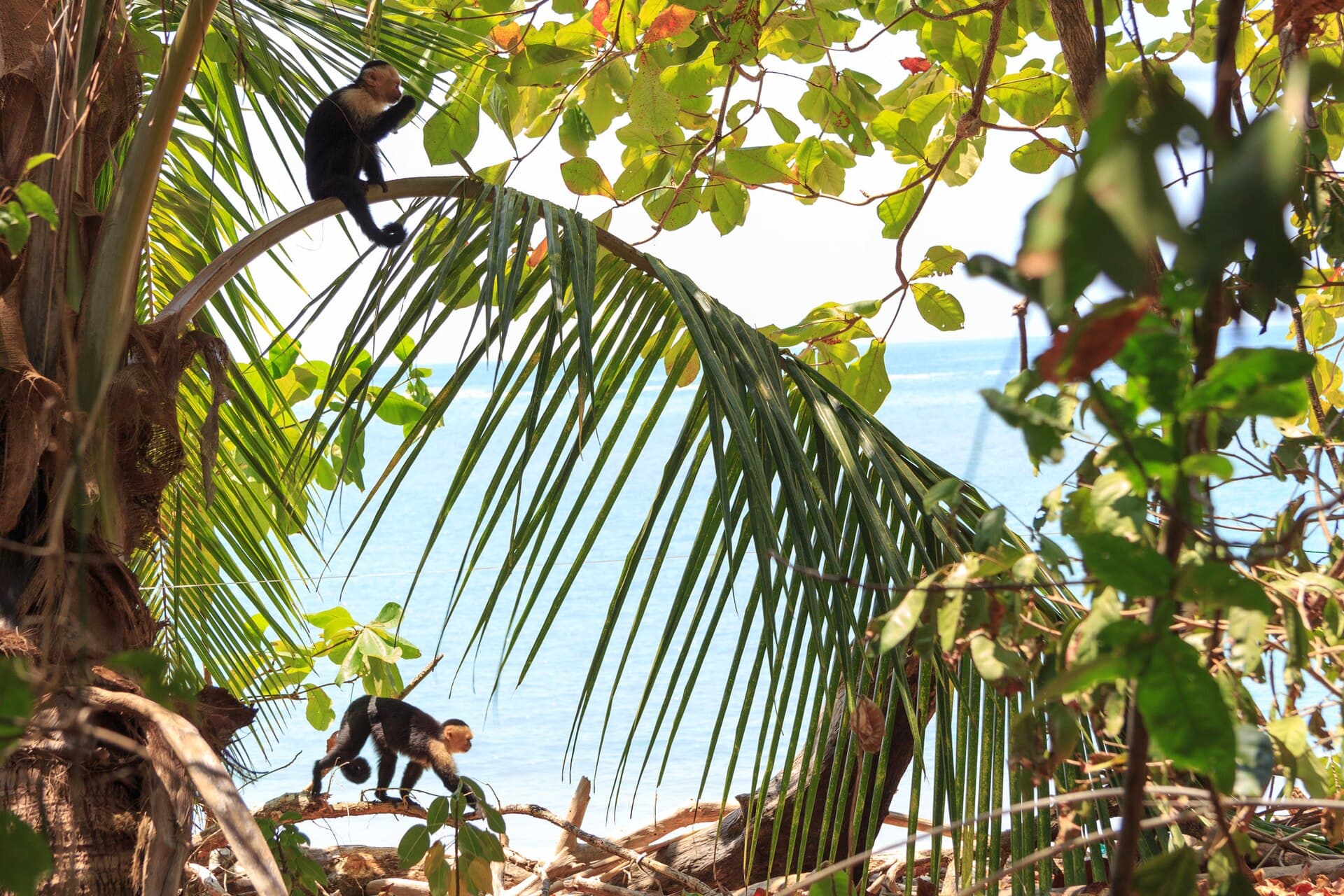 White-faced capuchin monkeys in the palms, Costa Rica